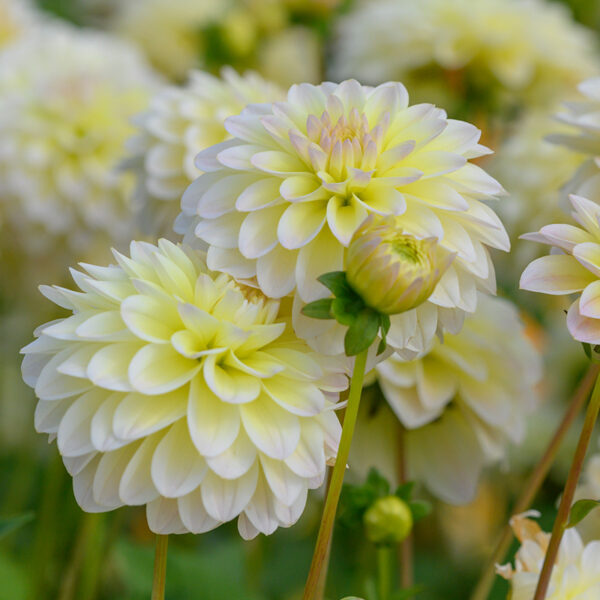 Dahlia, Innocent Silence - Bild 3