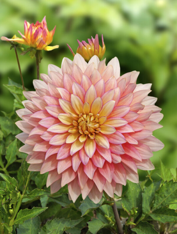 Dahlia, Extase - Bild 2