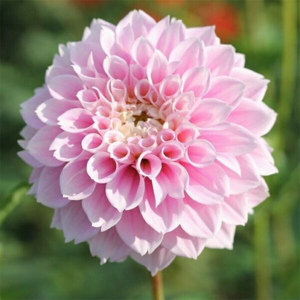 Dahlia, Sweet Love - Bild 2