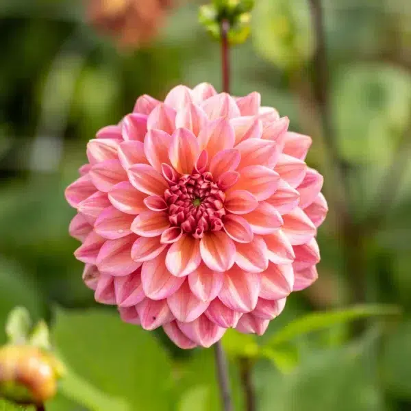 Dahlia, Salmon Runner - Bild 3