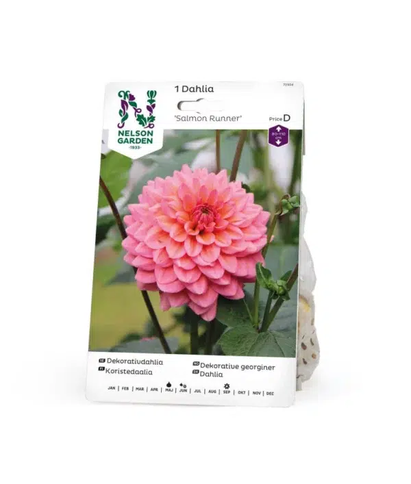 Dahlia, Salmon Runner