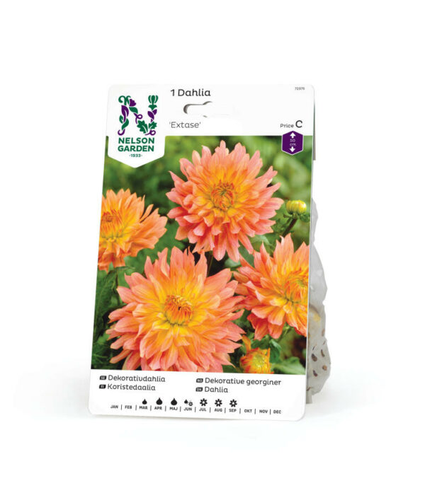 Dahlia, Extase