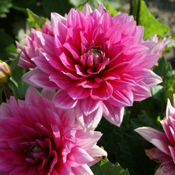 Dahlia, Bluesette - Bild 3