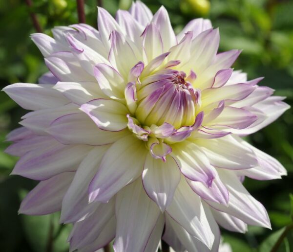 Dahlia, Crazy Love - Bild 3