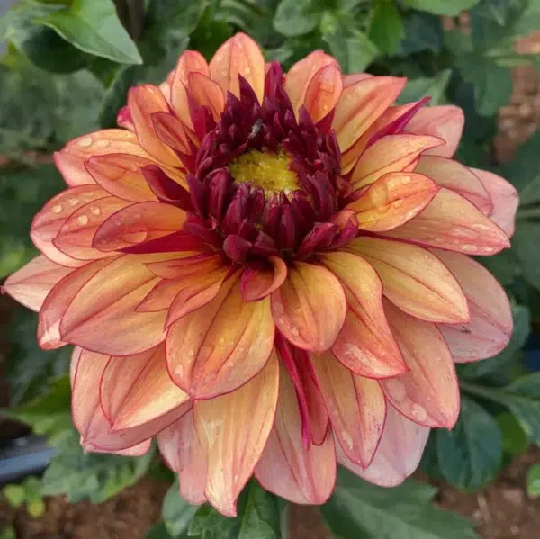 Dahlia, Cream de Cognac - Bild 2