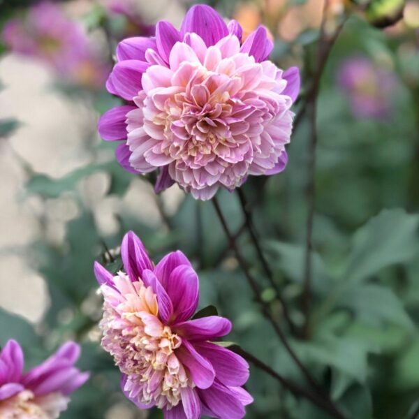 Dahlia, Take Off - Bild 3